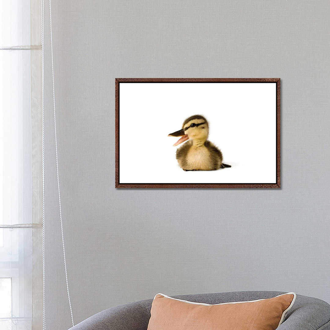 A Mallard Duckling I von Joel Sartore - Galerie-verpackte Leinwand Giclée auf Leinwand