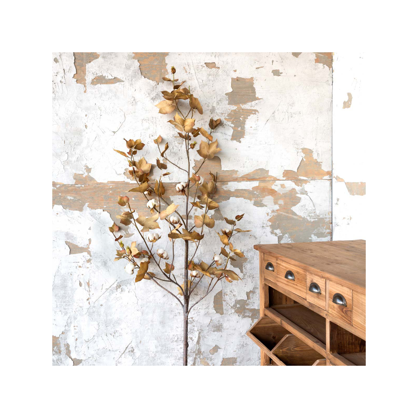 Harvest Cotton Plant