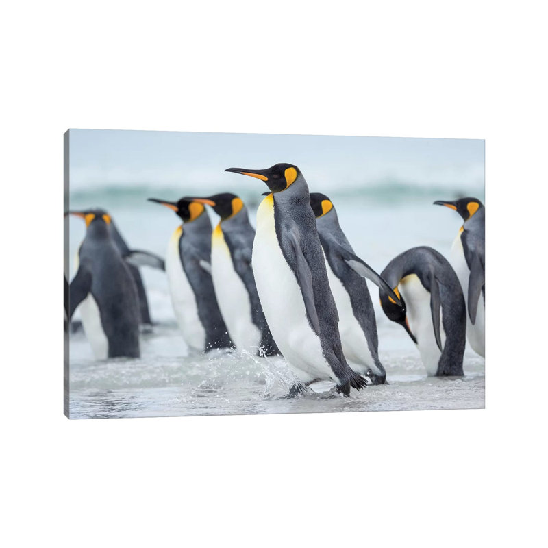 King Penguin On Falkland Islands. 1 Piece Wrapped Canvas Wall Art, 66.04 cm H x 45.72 cm W x 1.91 cm D