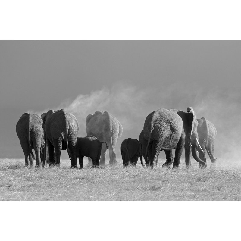 Elephant Herd - Wrapped Canvas Print, 30cm H x 46cm W x 3.8cm D