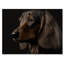 Portrait d'un teckel glam noir - décoration murale animaux chien teckel-88040065-88040068