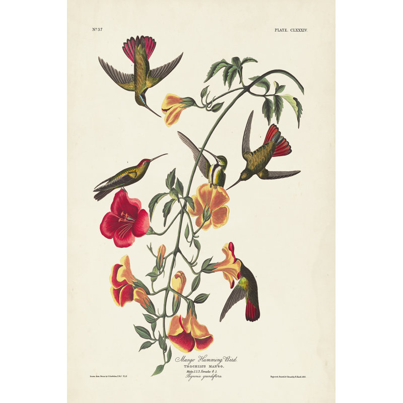 Pl 184 Mango Hummingbird by John Audubon - Wrapped Canvas Painting, 46cm H x 30cm W