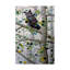 «Misty Aspen» par Fazulla, impression sur toile tendue-27491960