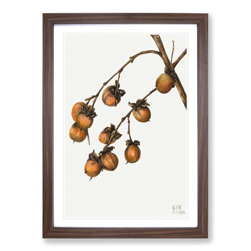 Persimmon by Mary Vaux Walcott - Framed Print, 36cm H x 27cm W x 2cm D, Walnut Framed