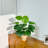 Primrue 31.5 in Pothos Faux Tree Devil's Ivy Scindapsus Aureus In Black Pot-1798766426
