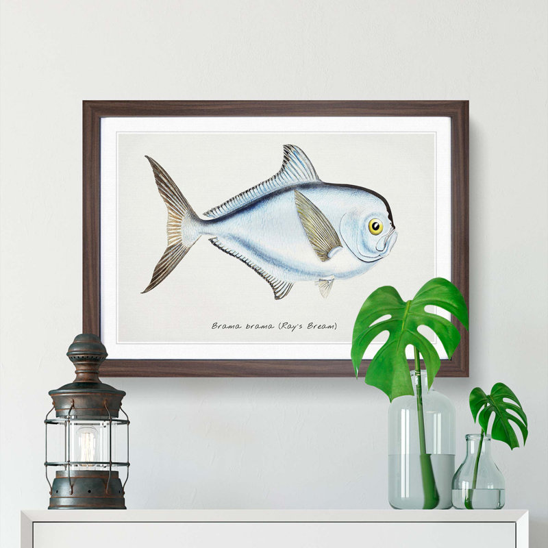 Illustration of a Rays Bream Fish by F.E. Clarke - Framed Print, 36cm H x 48cm W x 2cm D, Walnut Framed