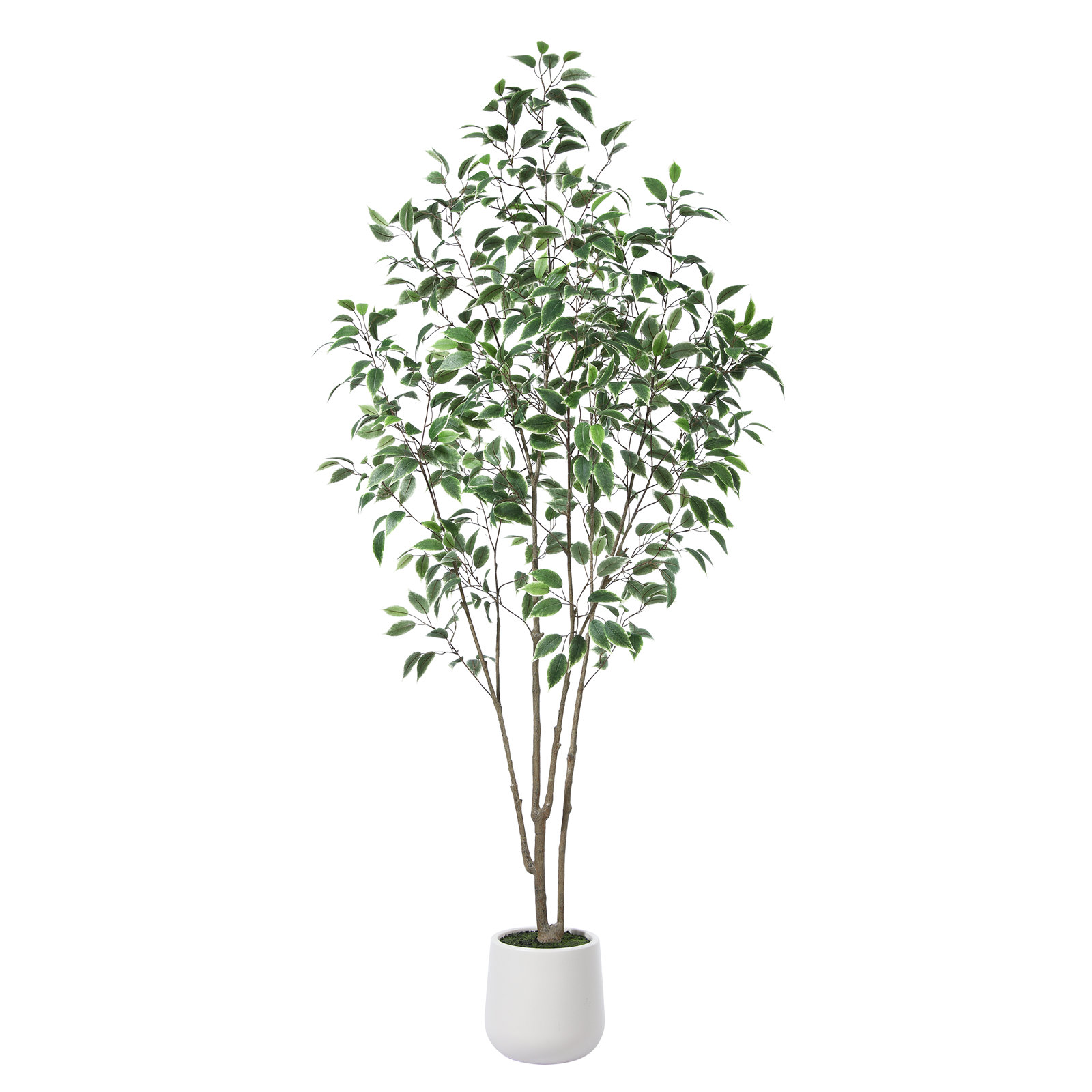 Adcock Ficus Tree in Pot, 84" H x 28" W x 28" D