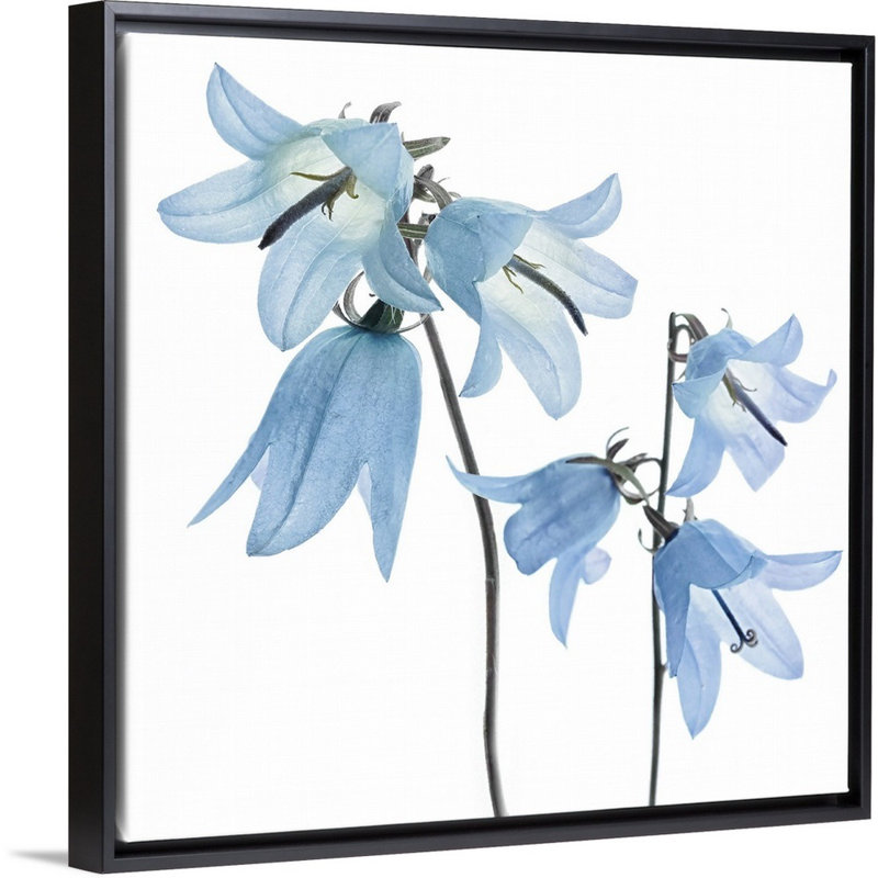 «Gorgeous Blue IV», reproduction d'art sur toile, H 21,7 po x l 21,7 po x P 1,75 po, Cadre flottant noir