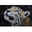 Realistic leopard face - Framed matted print for home decor-1548972284