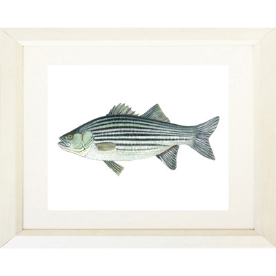 " Striped Bass " by Damon Crook