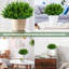 Plantes artificielles de verdure artificielles résistantes aux rayons UV, arbustes de buis