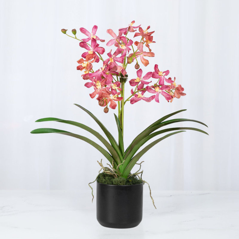 Polysilk Orchid Arrangement In Pot, Pink, Black