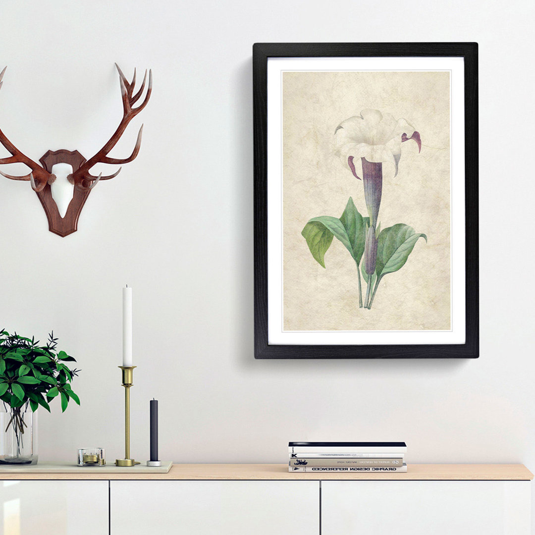 Daturas Flower by Pierre-Joseph Redoute - Picture Frame Painting Print