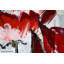 Hand-Painted Acrylic Painting The Scent Of Blossom Splendour