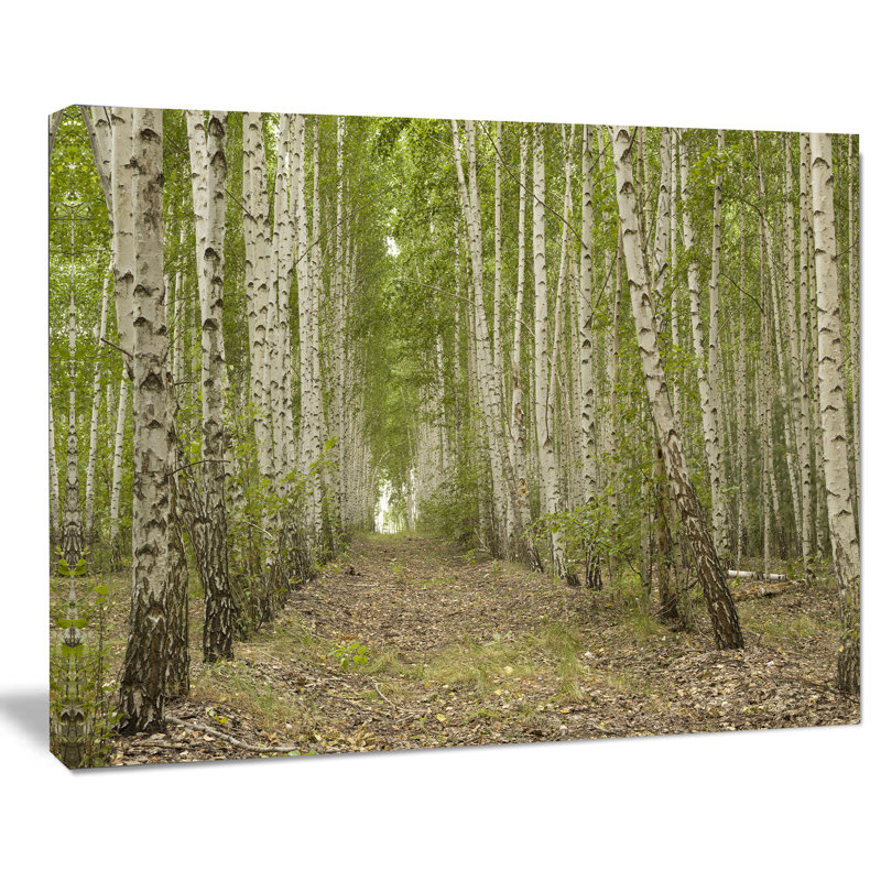 «Dense Birch Grove in Summer Day», reproduction de photo sur toile tendue, H 8 po x l 12 po
