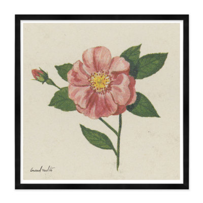 Wild Rose Print