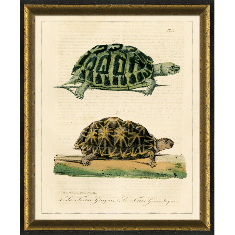 Tortue I - Peinture encadrée sur papier