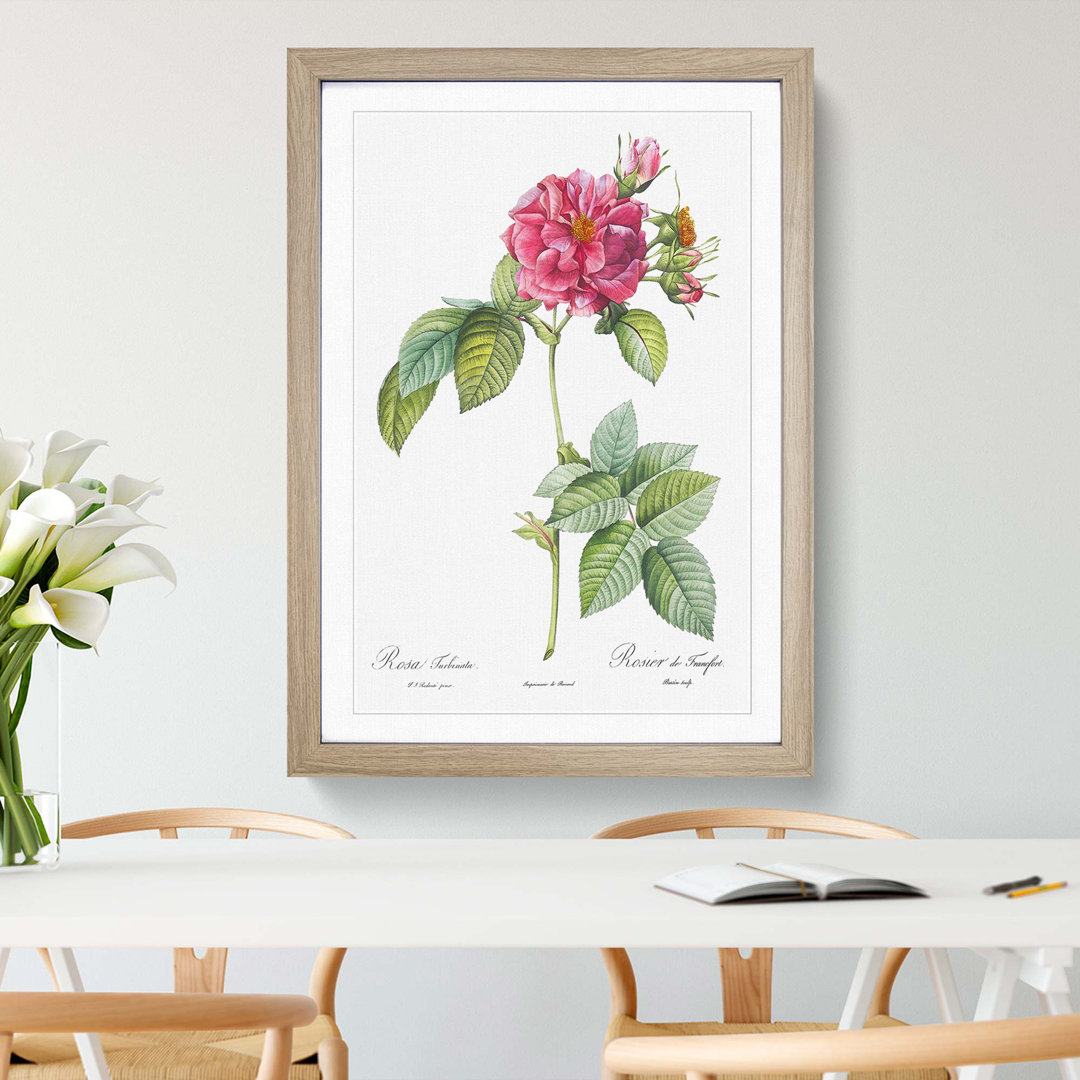 Rose of Frankfurt in Pink by Pierre-Joseph Redouté - Picture Frame Graphic Art Print on MDF