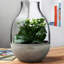 Eden Handmade Glass Planter-42186219