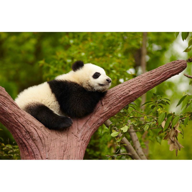 Sleeping Giant Panda Baby by Silverjohn - Wrapped Canvas Print, 30cm H x 46cm W