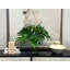 Janousek Janousek biologique moderne faux Philodendron-1537271503