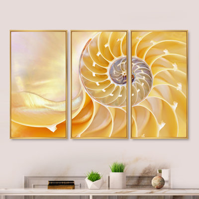 " Yellow Shell Spiral " 3 - Pieces