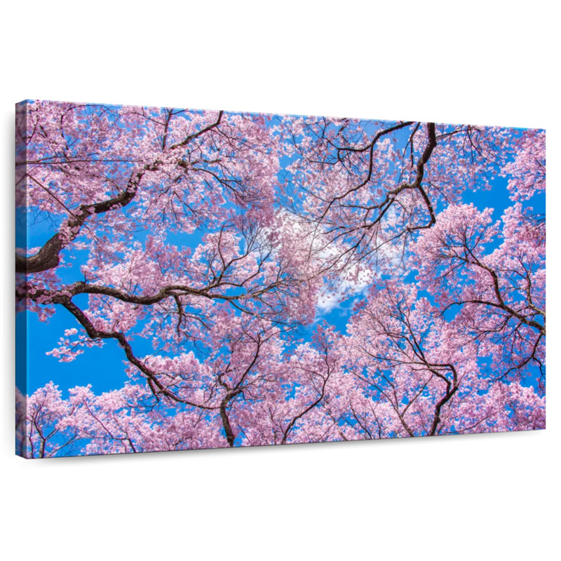 Sakura Under The Blue Sky