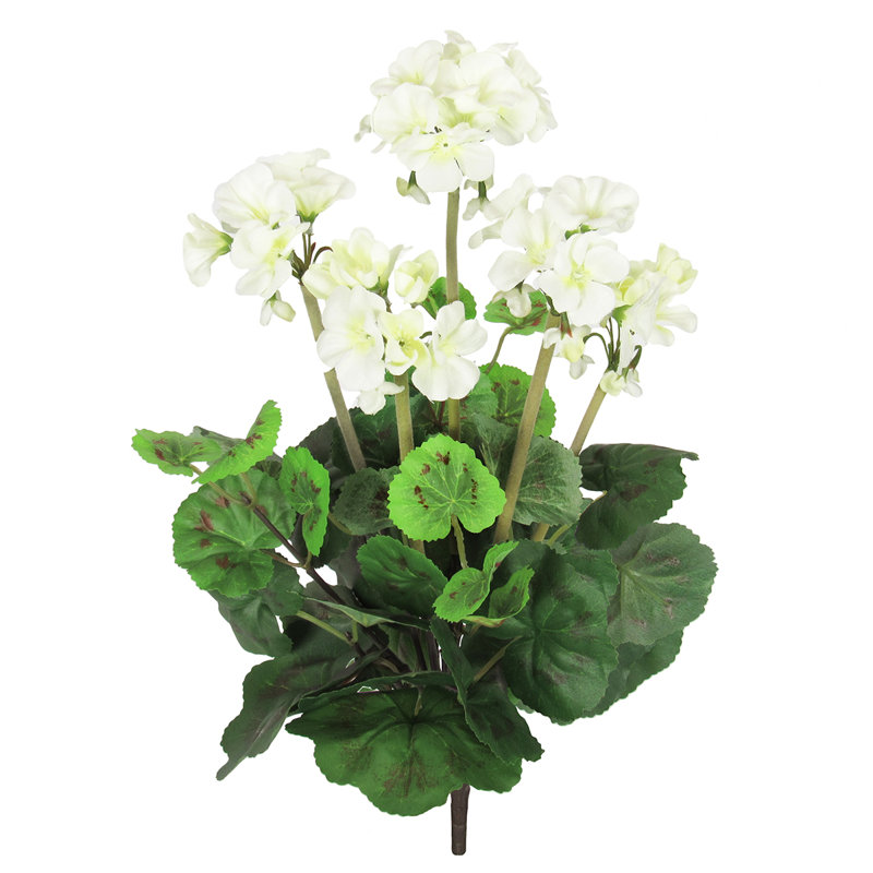 Fleur de géranium, Crème / blanc / vert