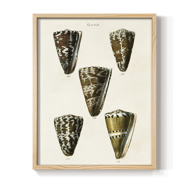 Cone Shell Collection, reproduction encadrée en V - bois massif