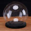 Terrarium Cloche with Wood Base