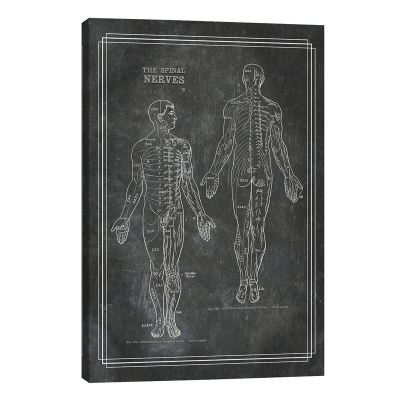 The Spinal Nerves - Wrapped Canvas Print, 66.04 cm H x 45.72 cm W x 1.91 cm D