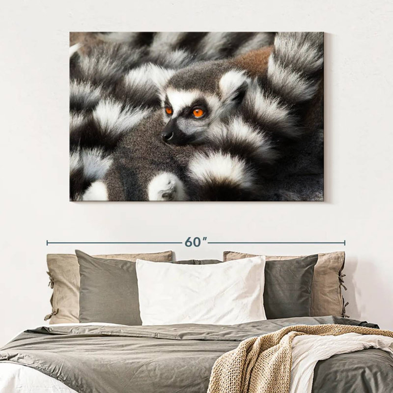 Crowle Ring-Tailed Lemur, 34" H x 51" W