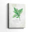 Basilic frais - galerie Cavas-1060095193