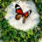 2PACK Resistant 3D Butterfly Window Stickers Self-Adhesive Wall Decor