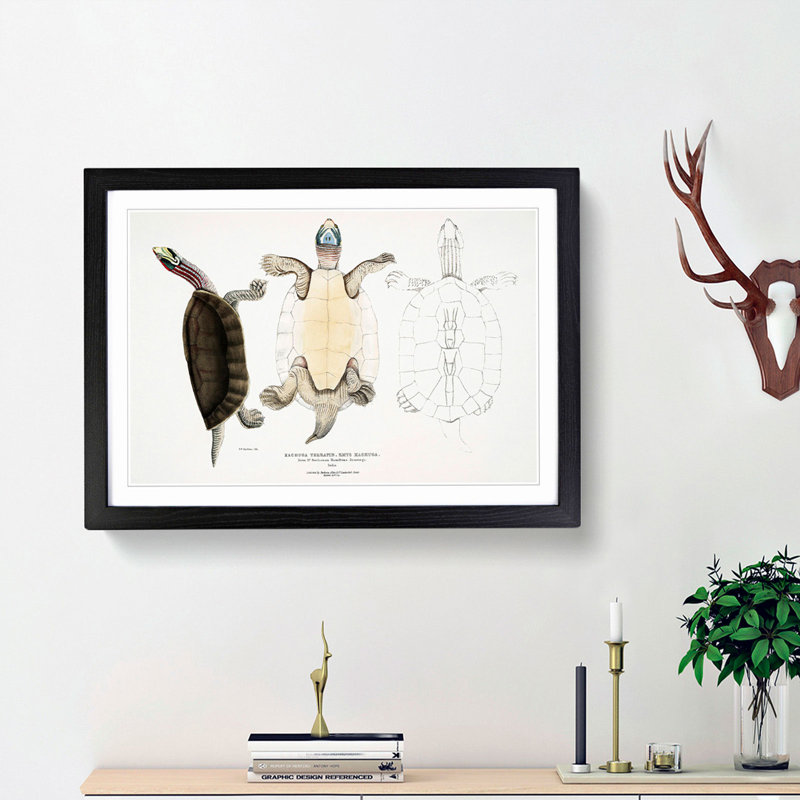 Kachuga Terrapin Illustrations by John Edward Gray - Picture Frame Graphic Art Print, Black Framed, 48cm H x 65cm W x 2cm D
