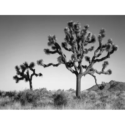 «Joshua Landscape» par Christopher Kennedy - photographie sans cadre