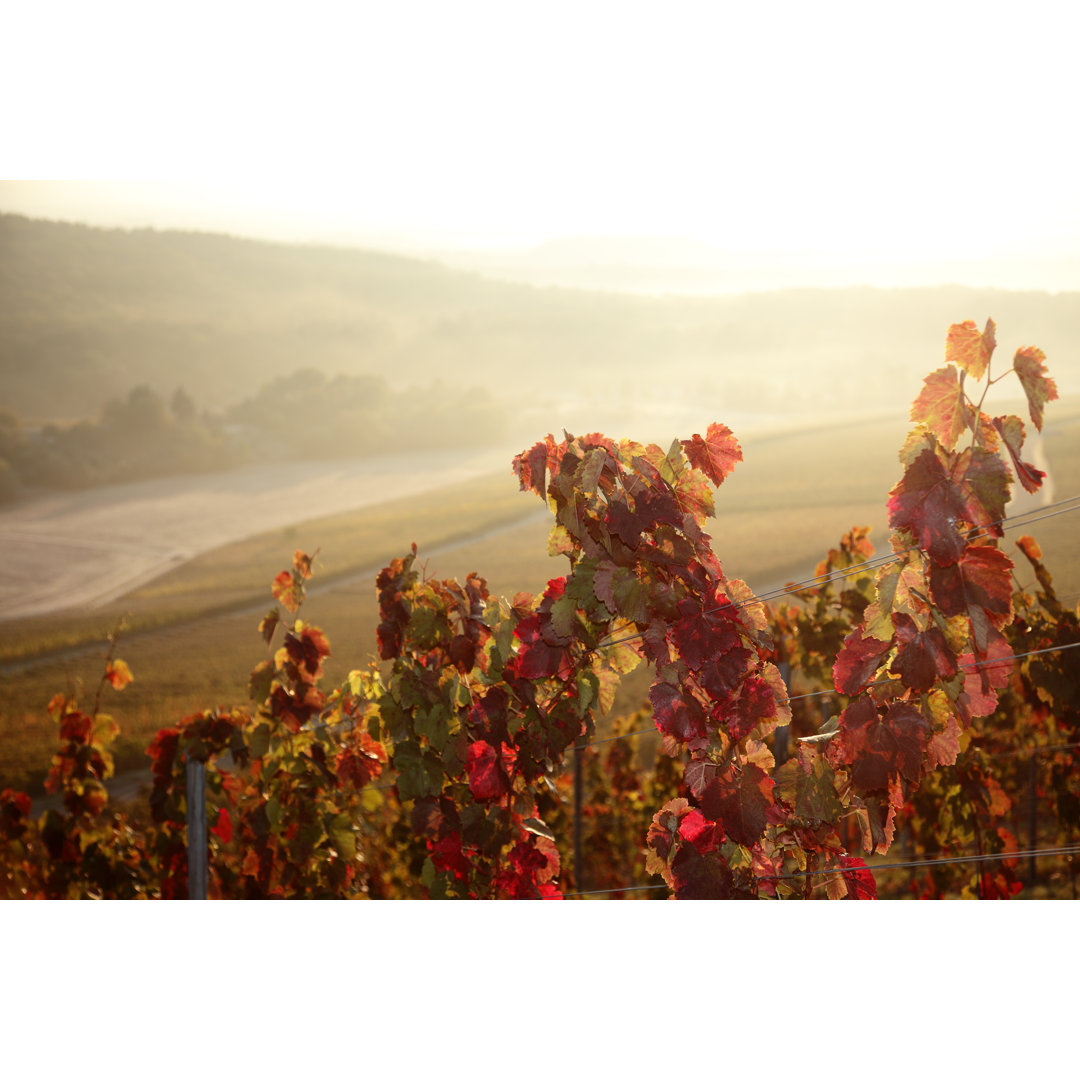 Vineyard von Rolfbodmer - Kunstdrucke auf Leinwand