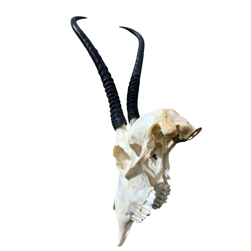 Female Springbok Skull