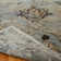 Stiefel Hand Knotted Wool Floral Area Rug in Grey