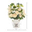 Ranunculus Arranged in a Ceramic Pot