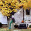 Halloween Decoration