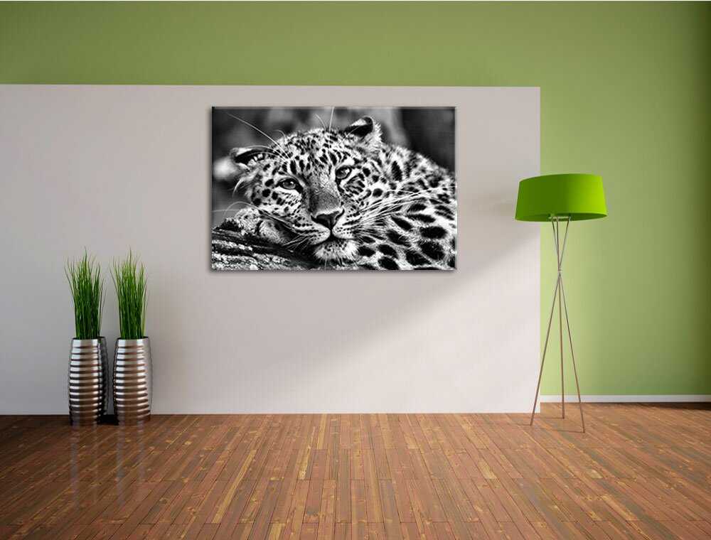 Leinwandbild Ruhender Leopard in Monochrom