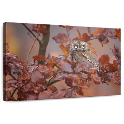 Brampt Lone Scops Owl
