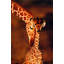Girafes, Namibie-643061616