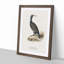 Great Cormorant by Von Wright - Framed Print-55735073-55735077