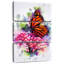 Papillon monarque Brampt Garden-108662537