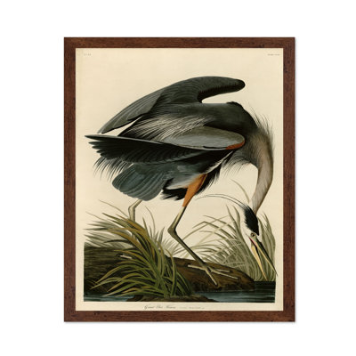 John James Audubon - Grand héron bleu