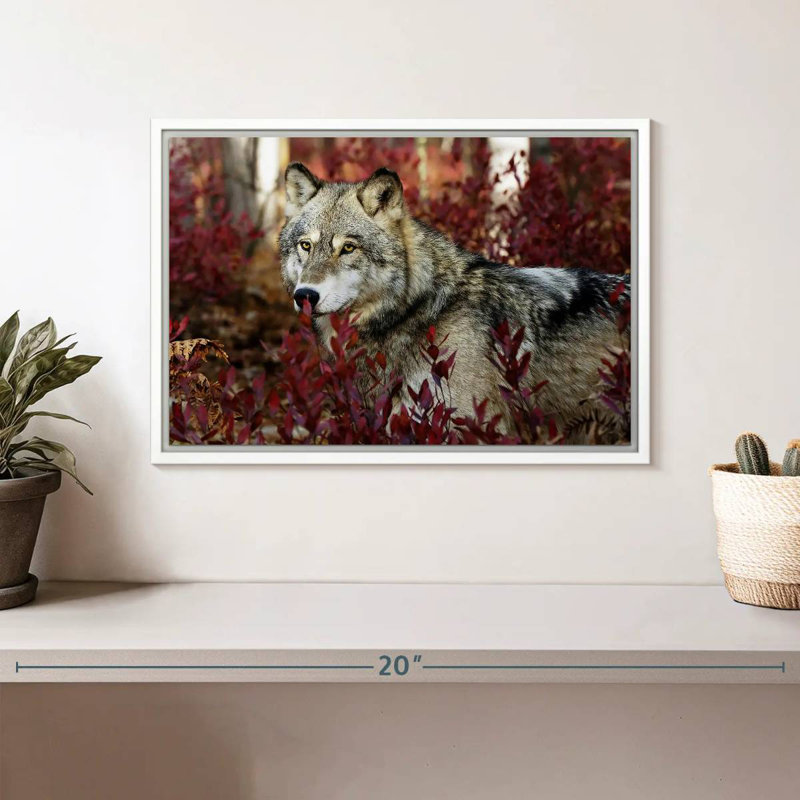Loup caché, Cadre flottant blanc, 13 po x 9 po