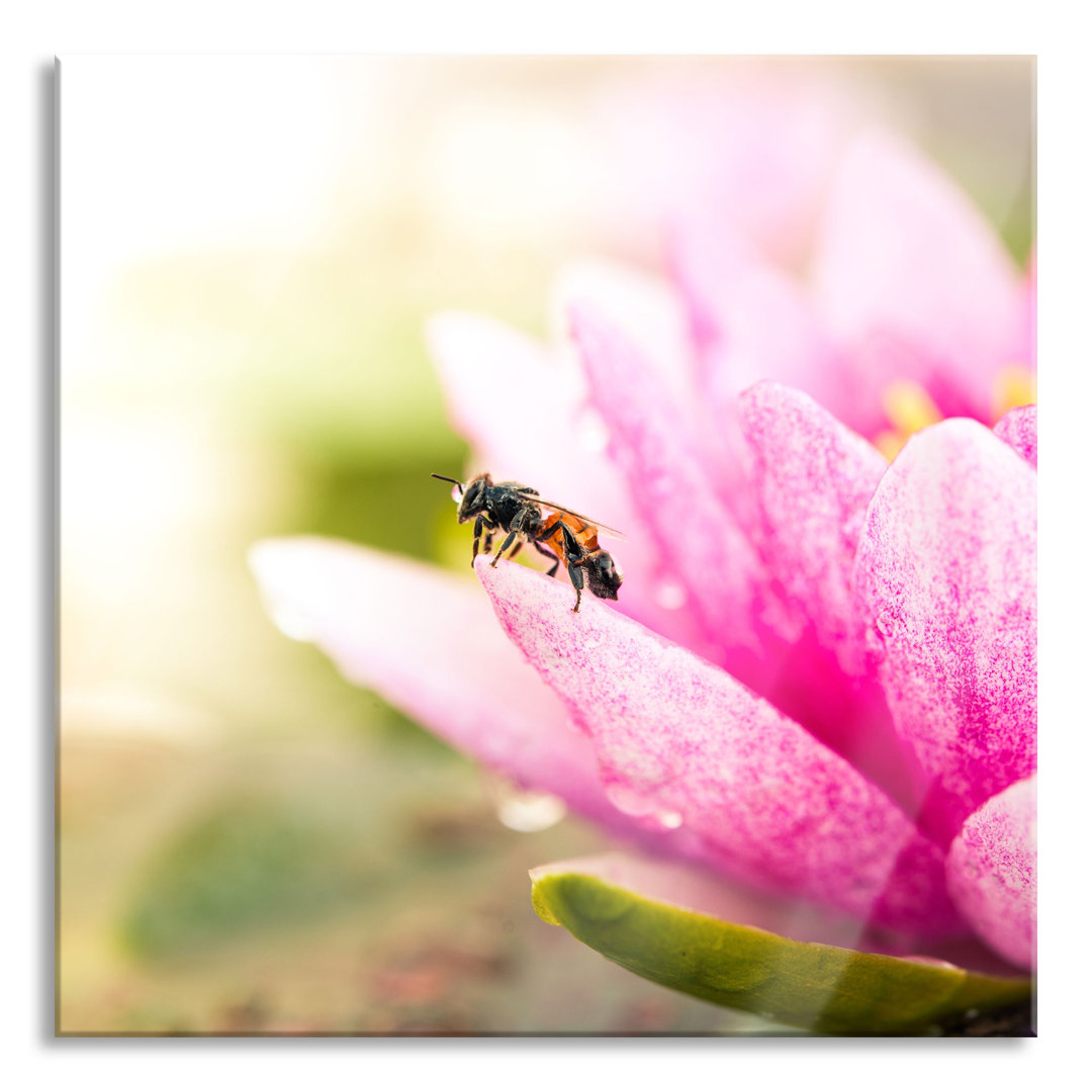 Glasbild Winzige Biene auf einer Seerosenblüte