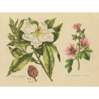 " Herbal Botanical II " by Wild Apple Portfolio